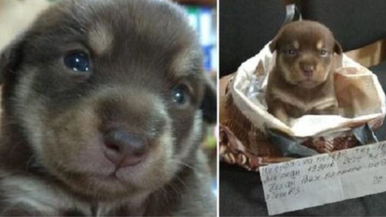 un piccolo cucciolo di cane con un biglietto
