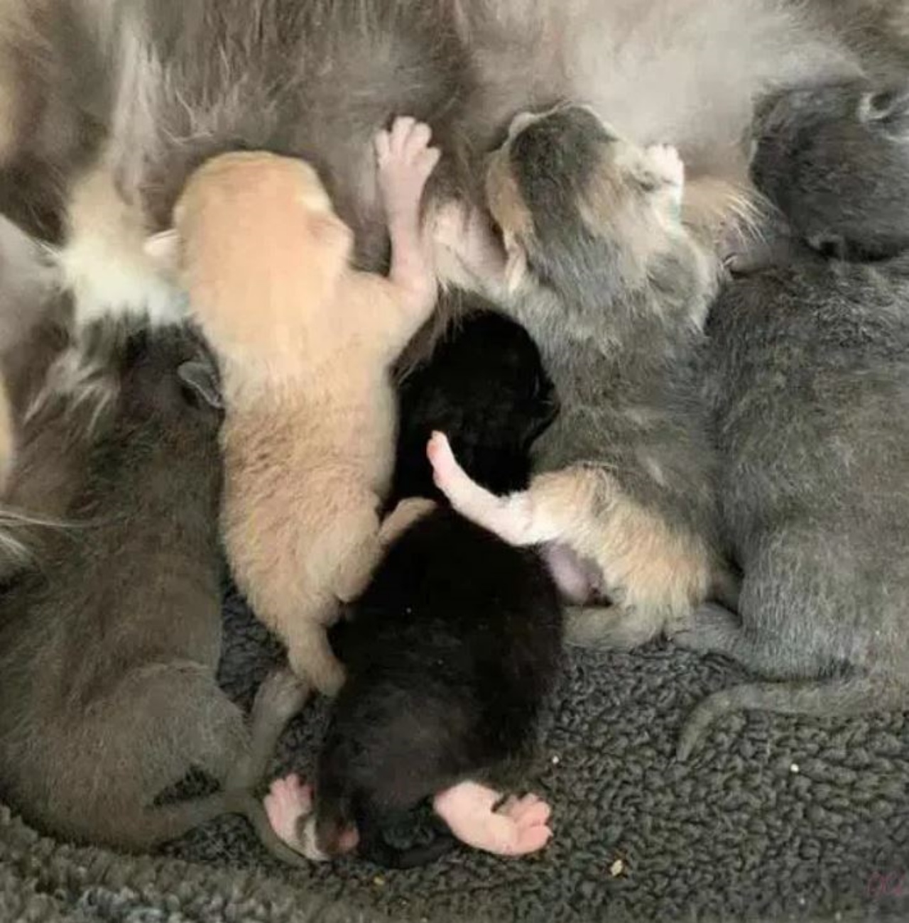 dei gattini che bevono latte
