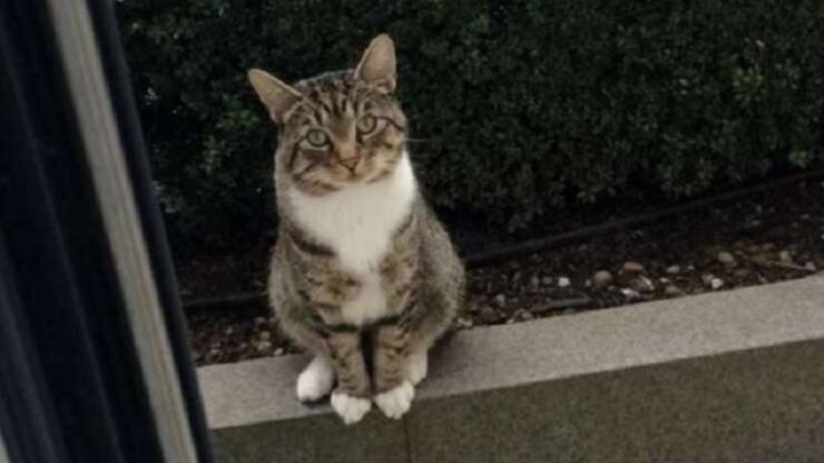 Gatto fa una passeggiata con la sua amica