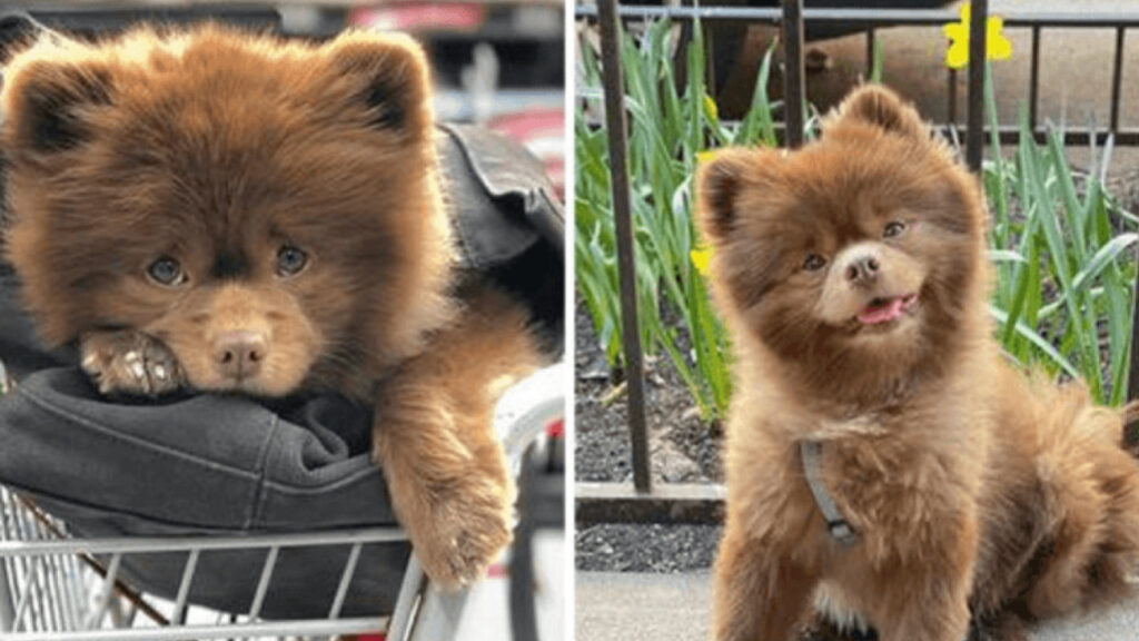 Questo cane è stato abbandonato perché considerato inadatto