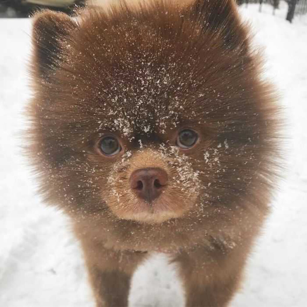 Adesso questo cagnolino è diventata una vera e propria star