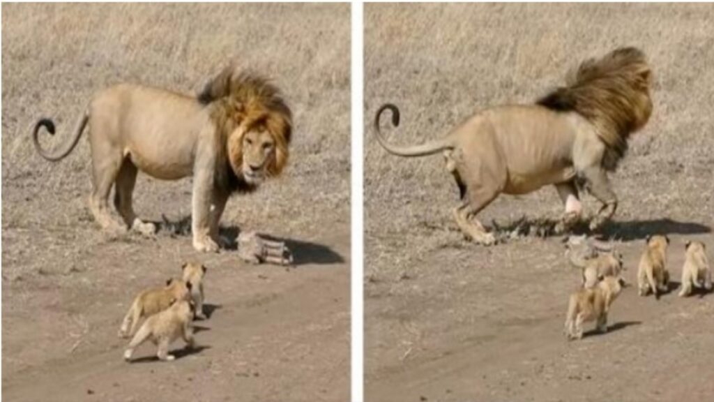 Leone cerca di scappare dai suoi cuccioli