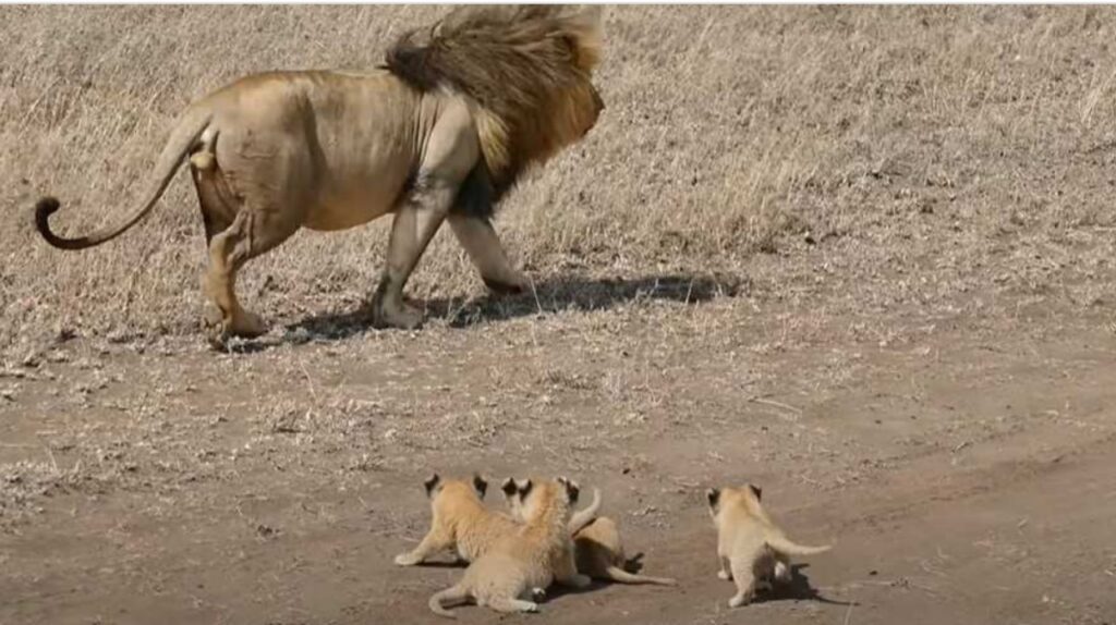 Papà Leone Cerca Di Scappare Dai Suoi Cuccioli Non Li Sopporta Più 