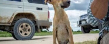 una cagnolina randagi