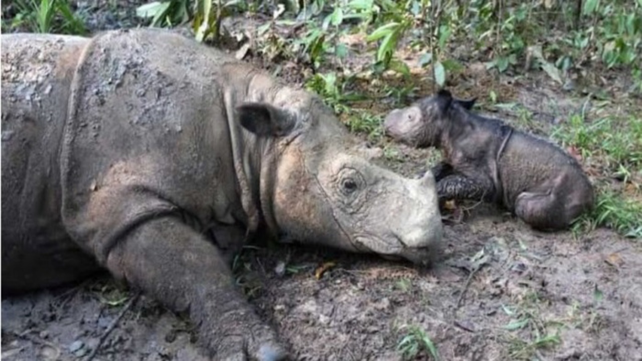 rinoceronte unico cucciolo