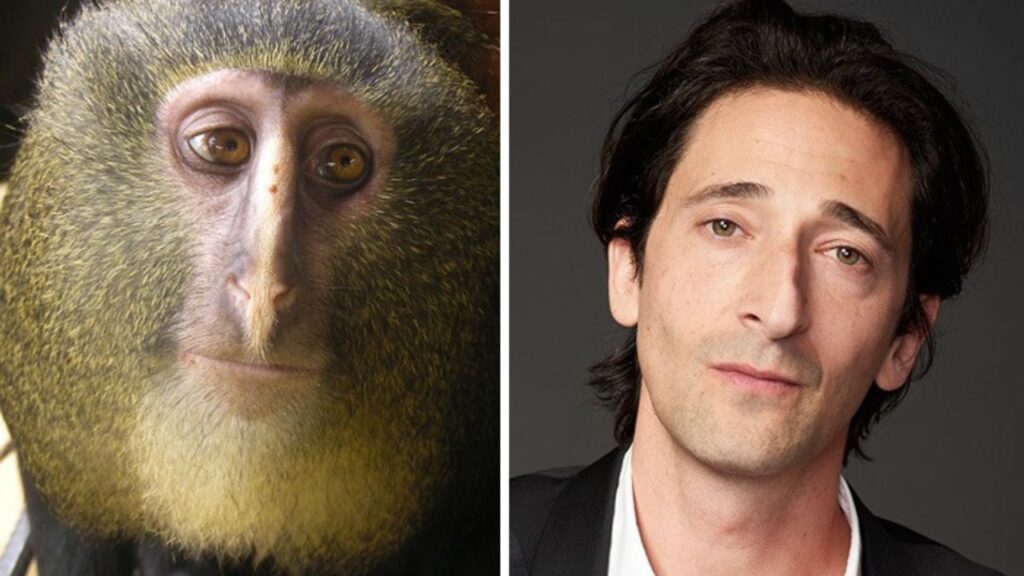 Lesula Adrien Brody