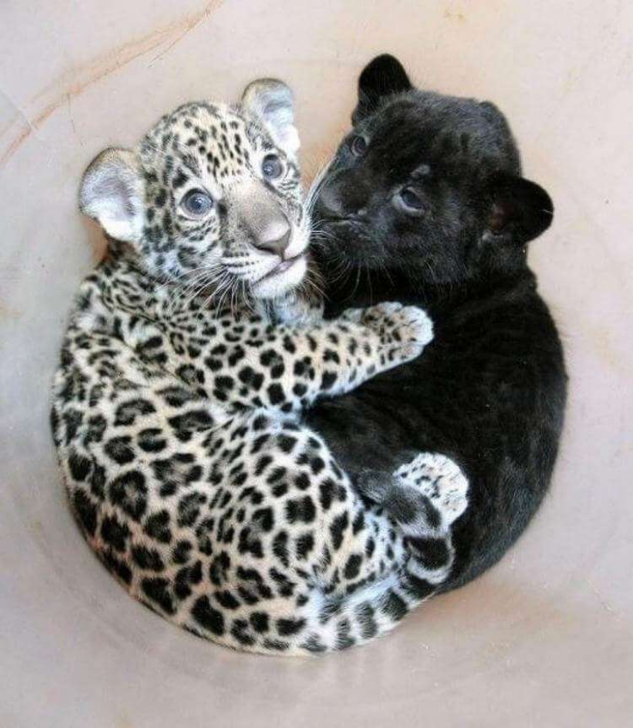 4 cuccioli leopardo