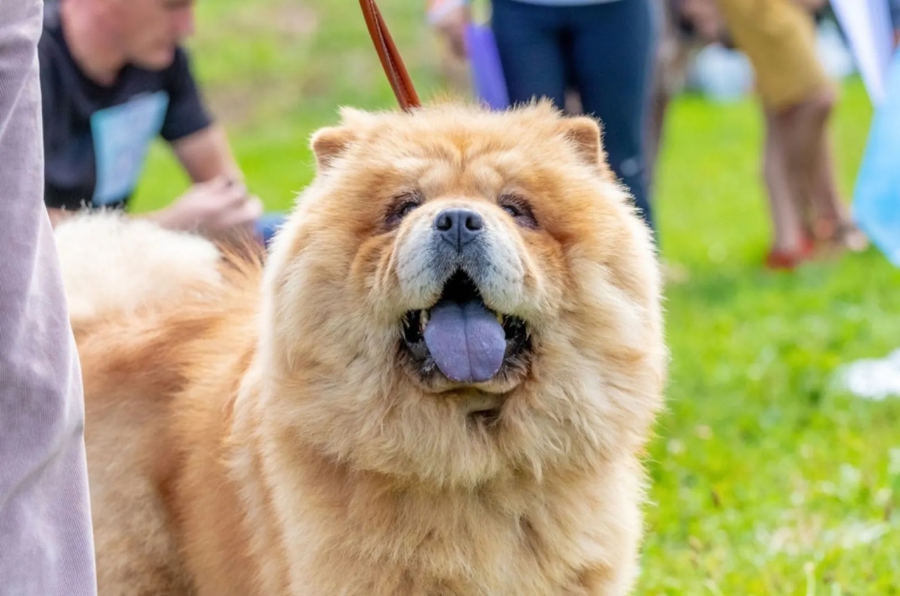 4 razze chow chow