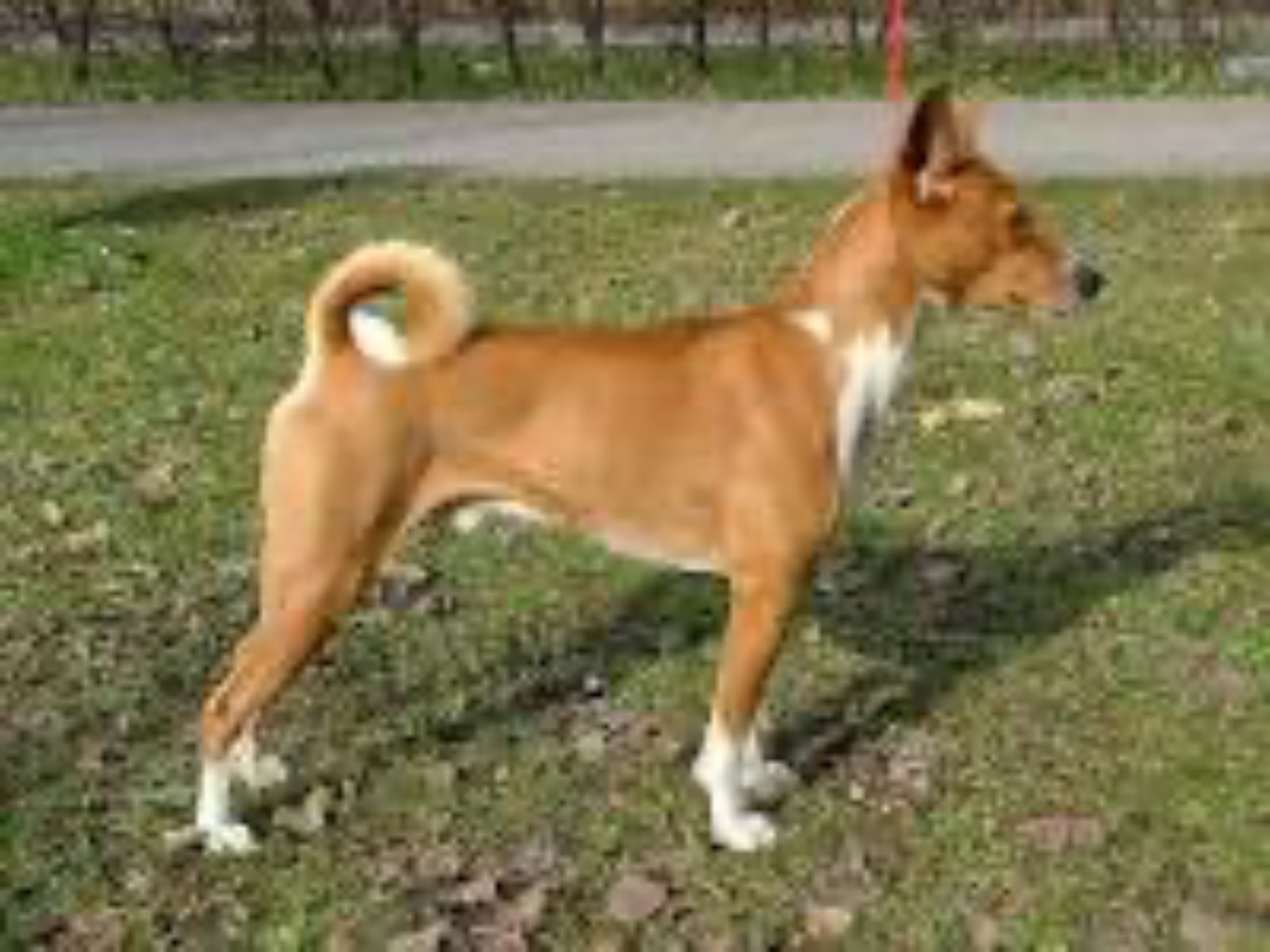 4 razze basenji