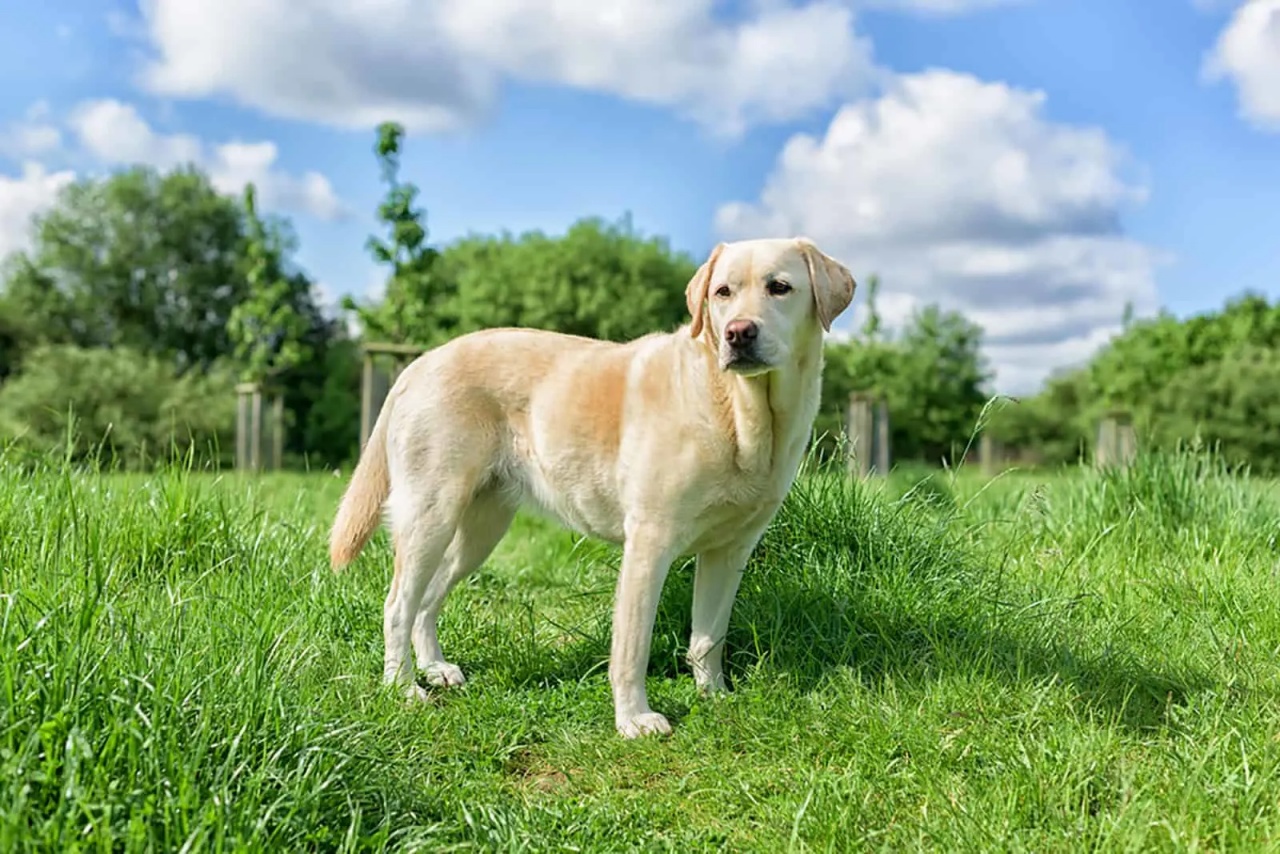 4 razze labrador