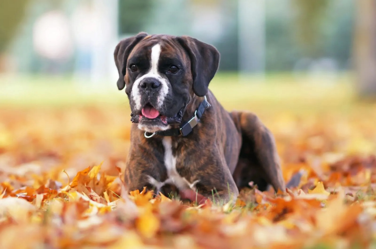 I Bulldog francesi e la guerra dei colori