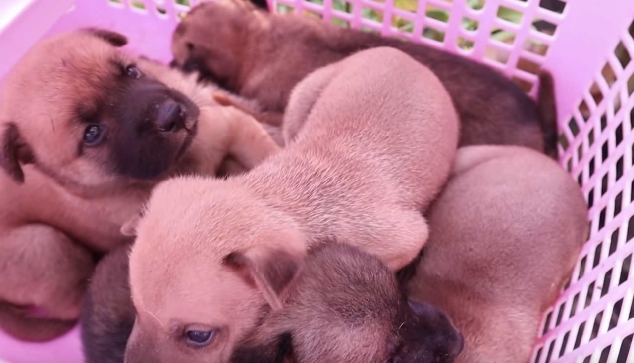 6 cuccioli perdono la loro mamma