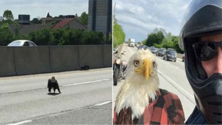 un uomo con un aquila