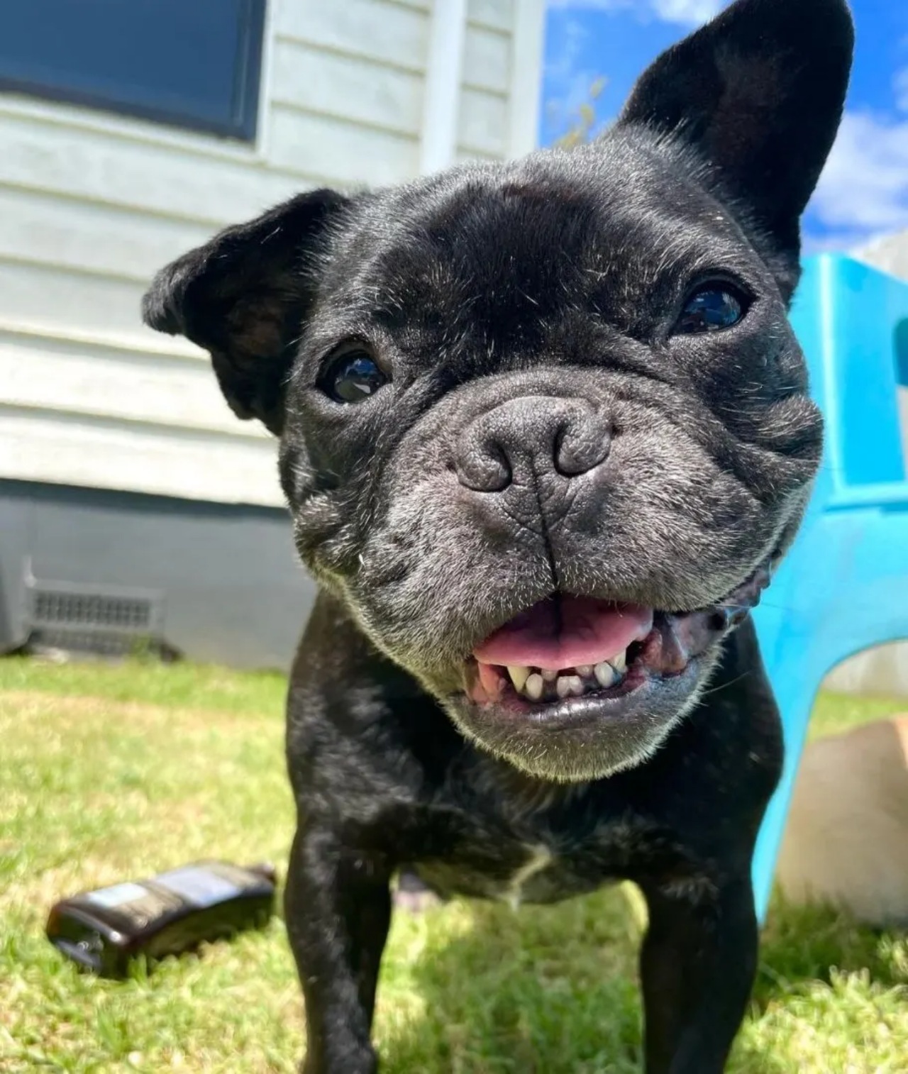 Bulldog Francese passa una meravigliosa giornata prima di volare in cielo