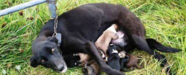 Cagnolina con i cuccioli legata ad un recinto