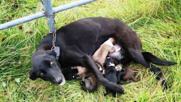 Cagnolina con i cuccioli legata ad un recinto