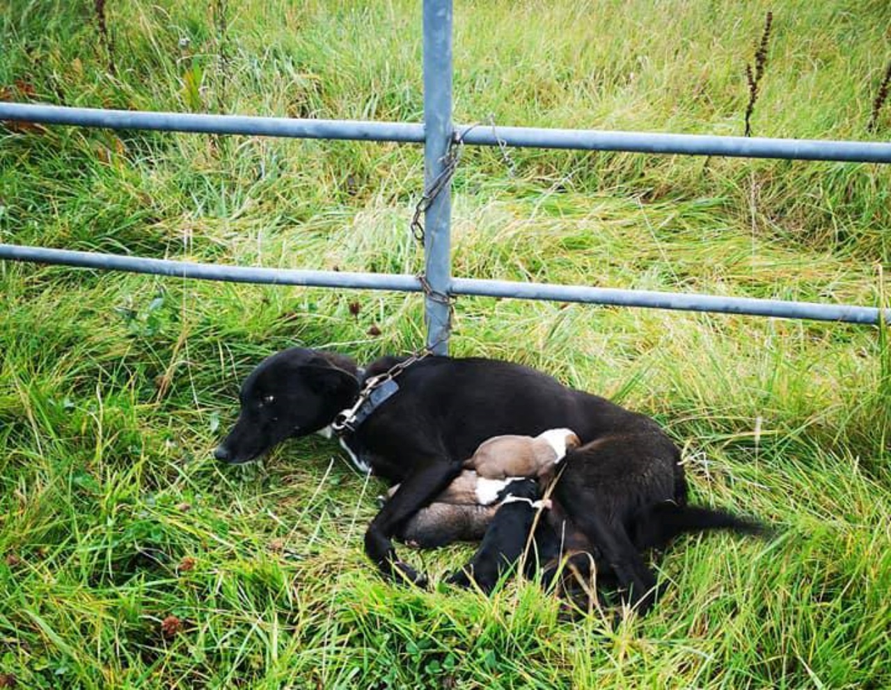 Cagnolina con i cuccioli legata ad un recinto