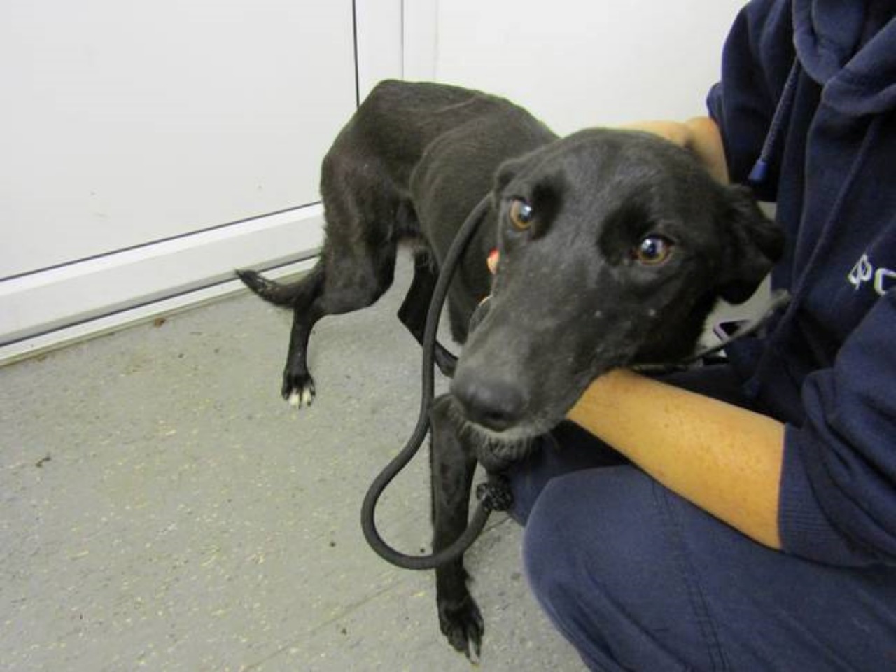 Cagnolina con i cuccioli legata ad un recinto