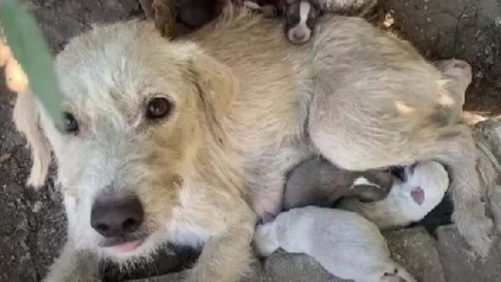 cagnolina abbandonata con i suoi cuccioli