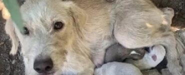 cagnolina abbandonata con i suoi cuccioli