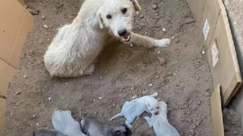 cagnolina abbandonata con i suoi cuccioli