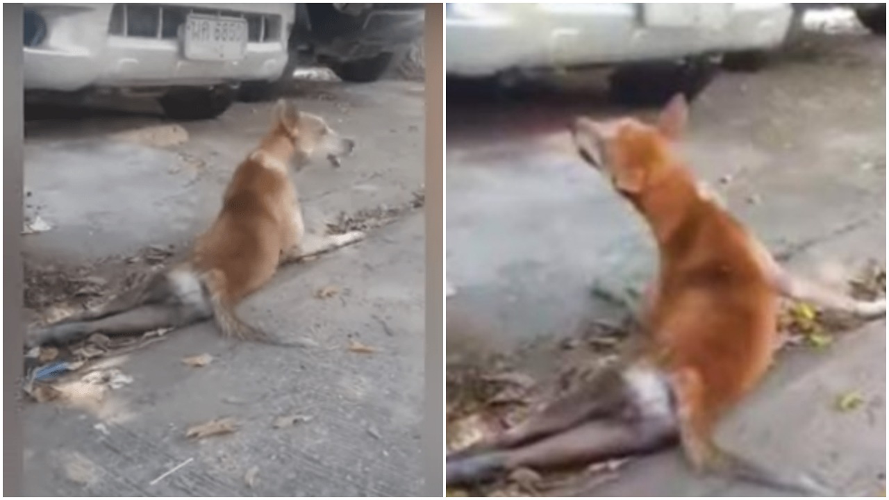 Cagnolina investita da un'auto ad alta velocità