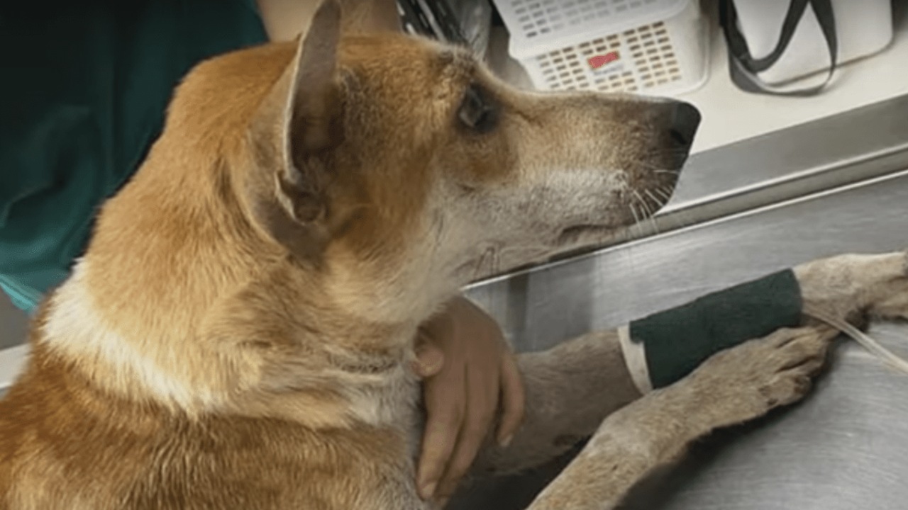 Cagnolina investita da un'auto ad alta velocità