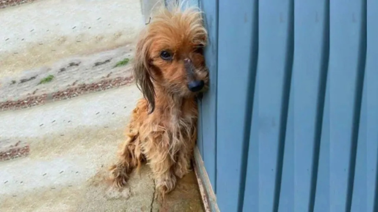 Cagnolina randagia riceve la prima carezza