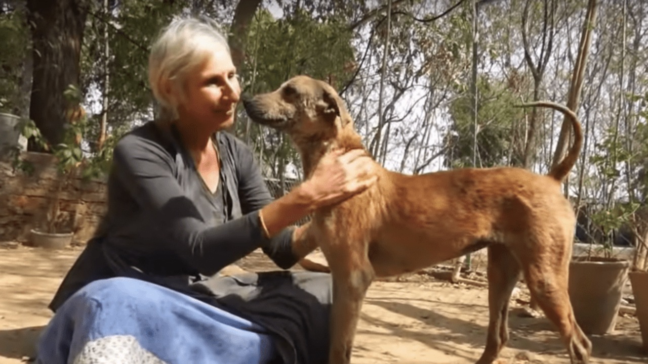 Cagnolina randagia si nasconde al buio