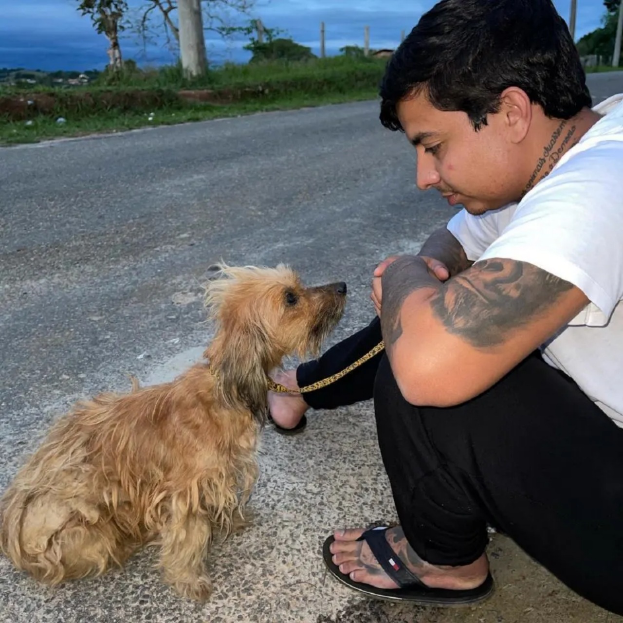 Cagnolina randagia riceve la prima carezza