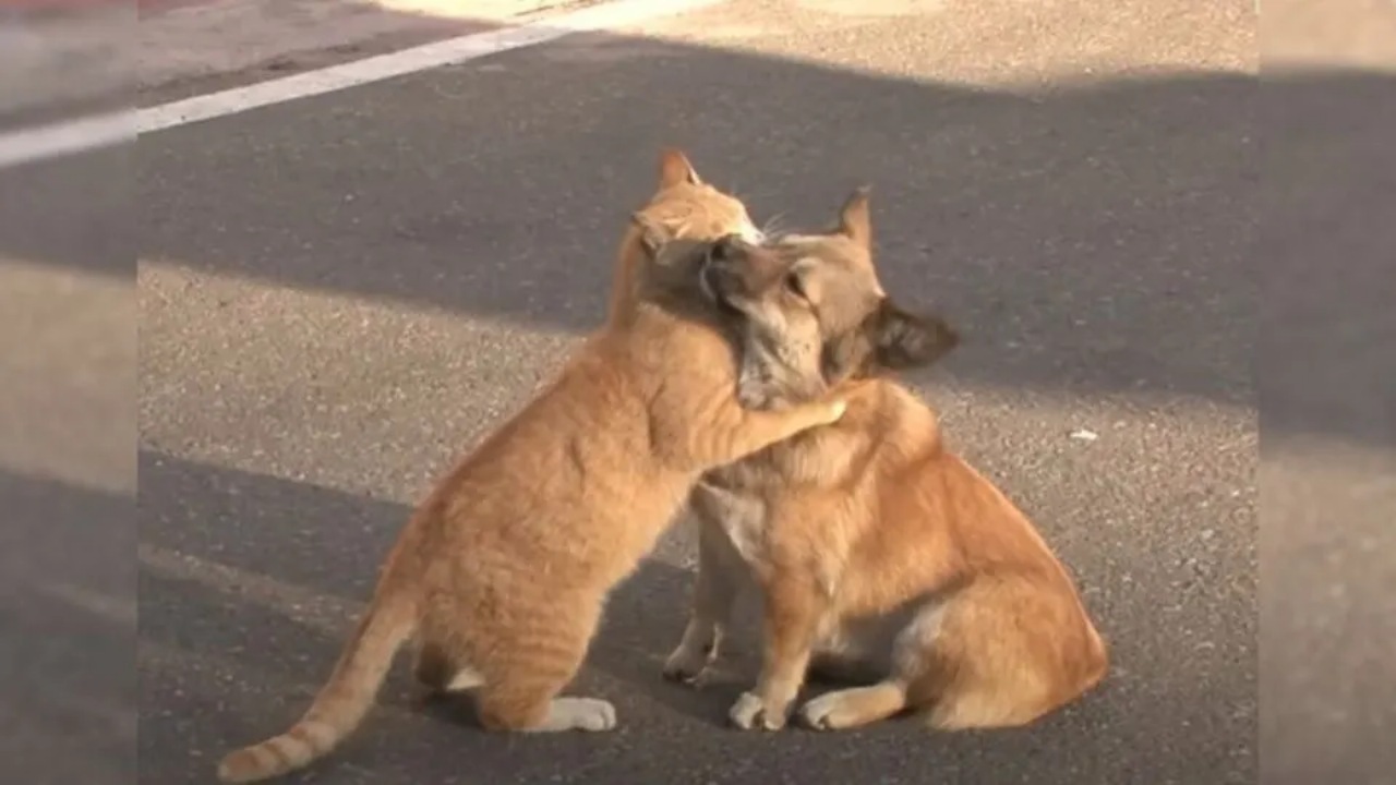 Cagnolino fa amicizia con un gatto randagio in attesa del suo proprietario