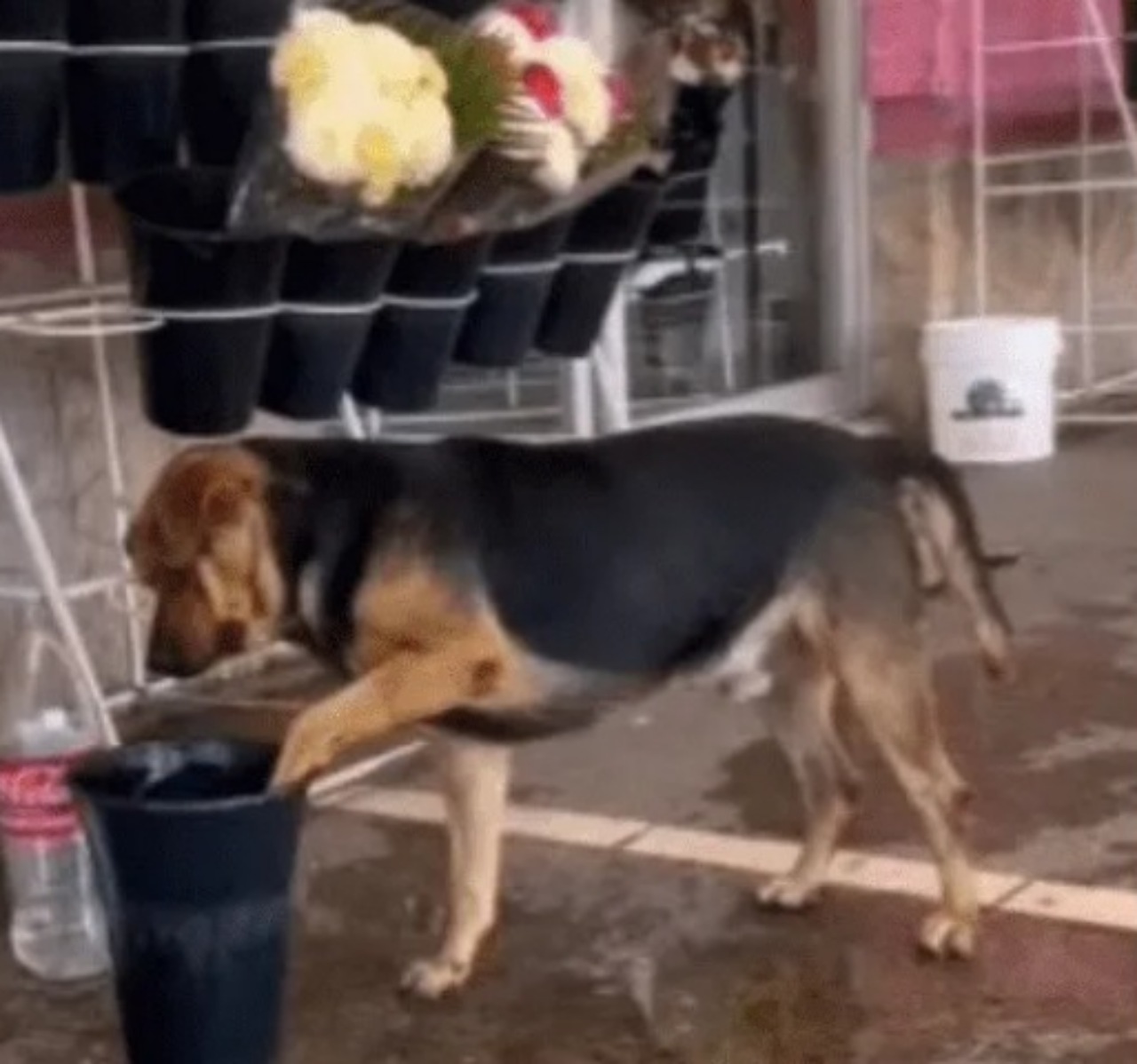 Cane cerca acqua in un negozio di fiori