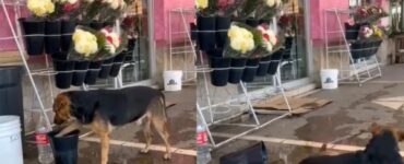 Cane cerca acqua in un negozio di fiori