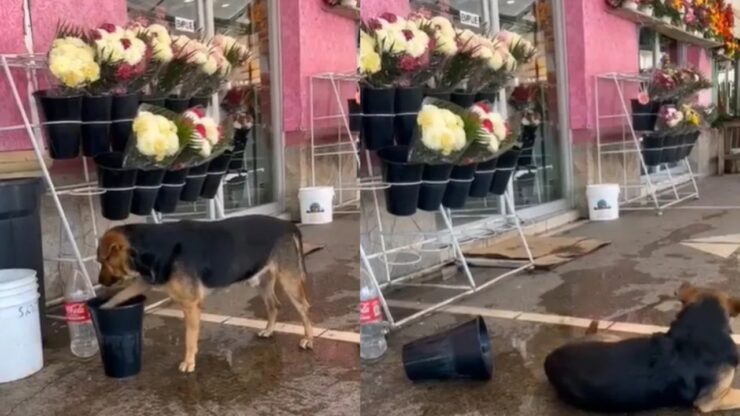 Cane cerca acqua in un negozio di fiori