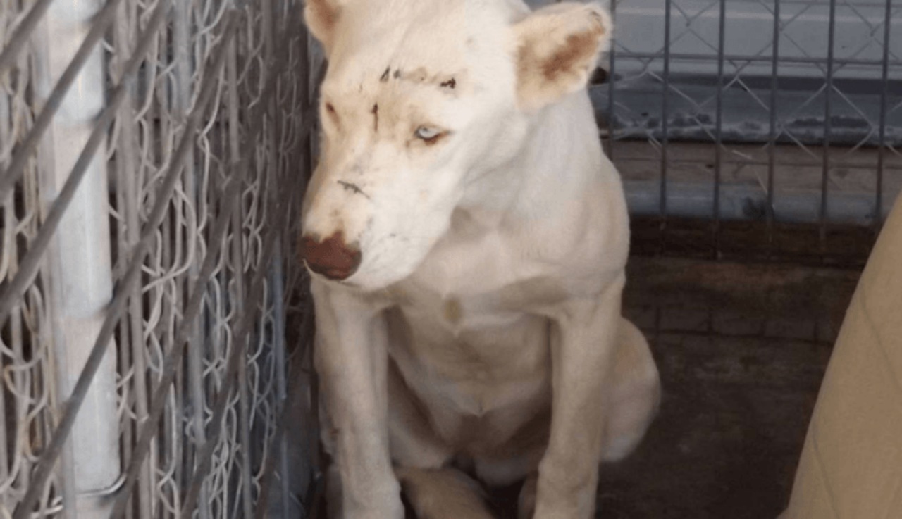 Cane con un brutto passato viene salvato da una volontaria