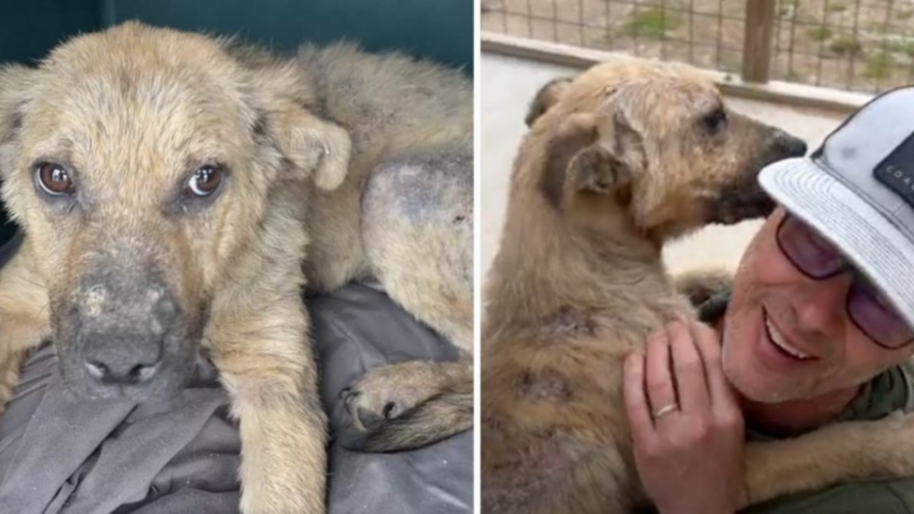 Cane dà i baci1 alla sua nuova famiglia