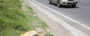 Cane investito da un'auto in corsa