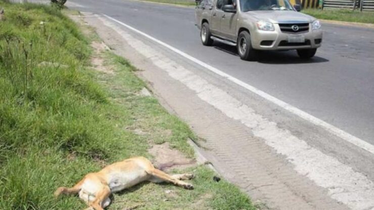 Cane investito da un'auto in corsa