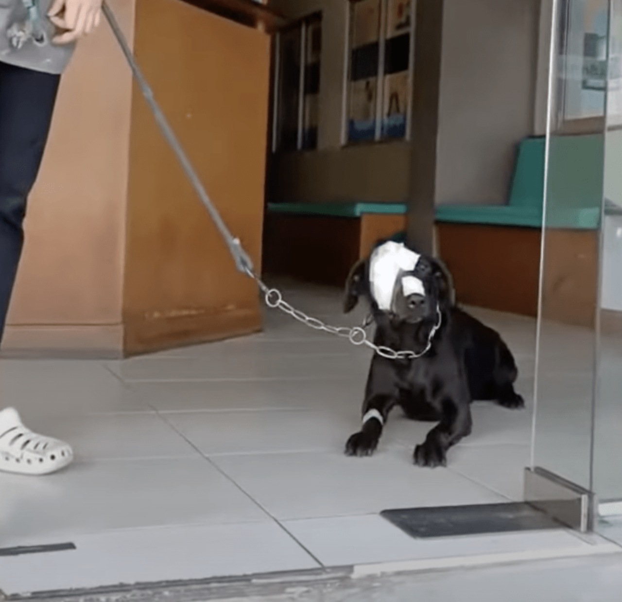 Cane investito da una moto riporta gravi ferite