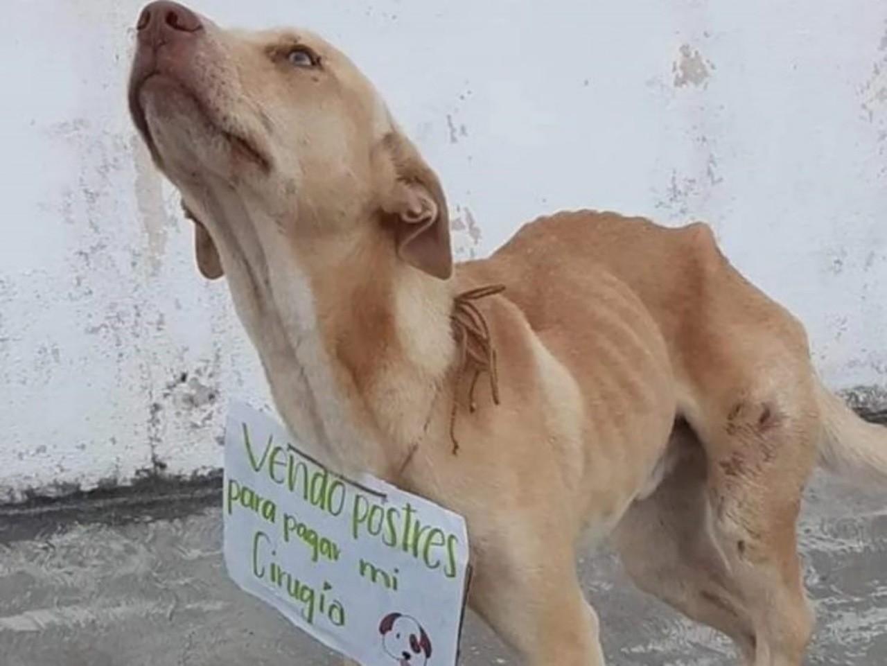 Cane investito da un'auto in corsa