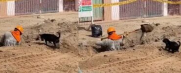 Cane lavora in cantiere ed aiuto un operaio