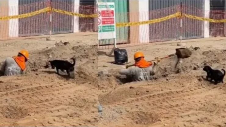 Cane lavora in cantiere ed aiuto un operaio