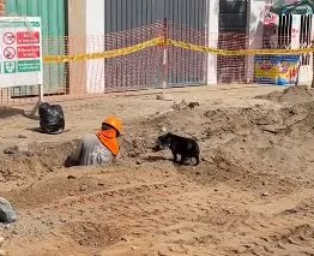 Cane lavora in cantiere ed aiuto un operaio