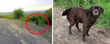 Cane nasconde i biscotti sotto il cuscino