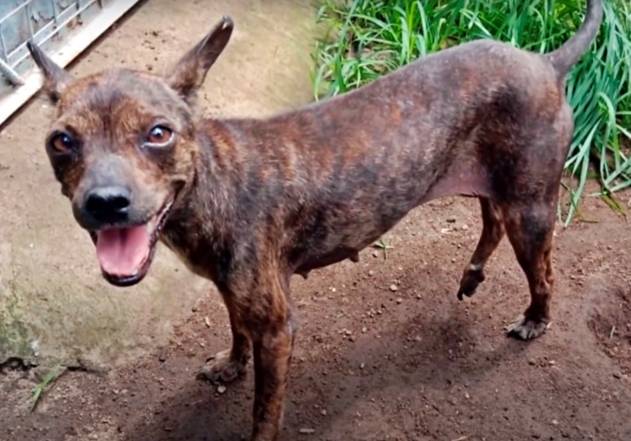 Cane randagio salvato dai soccorritori