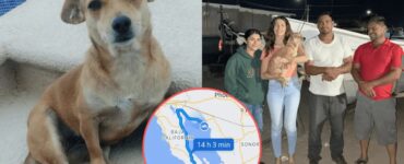 Cane sale su un furgone e si allontana di 800 km da casa