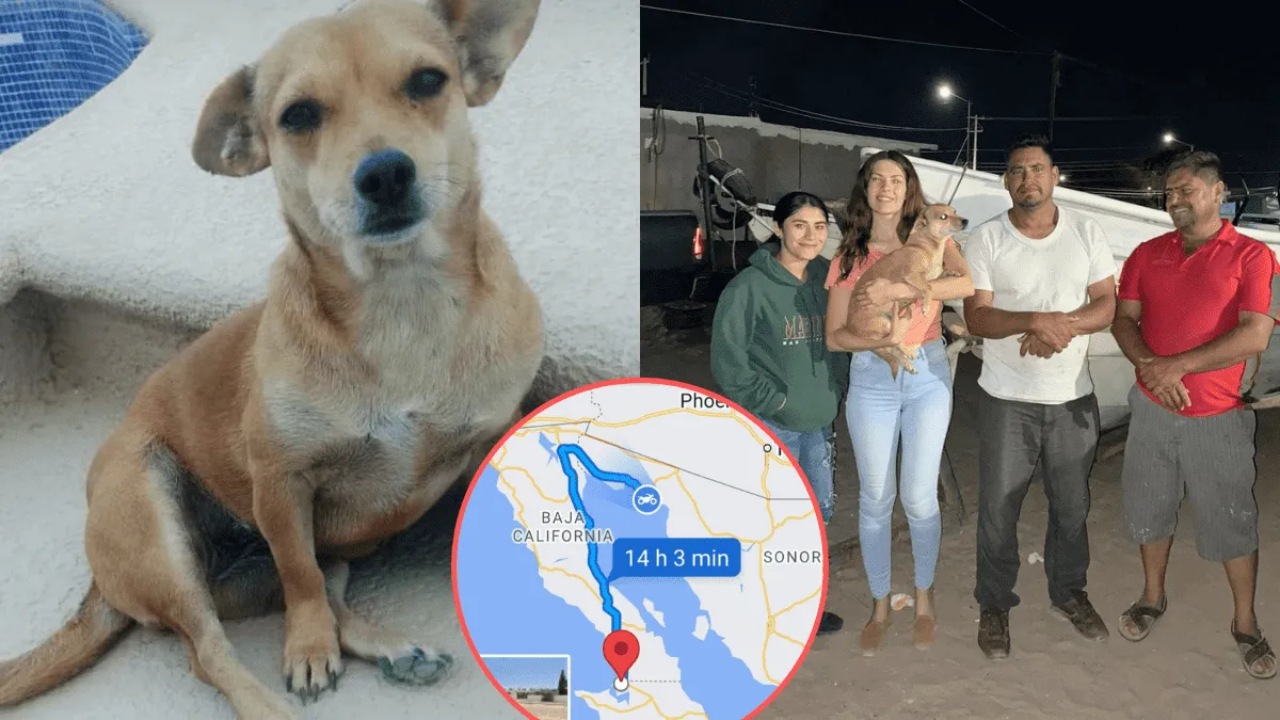 Cane sale su un furgone e si allontana di 800 km da casa