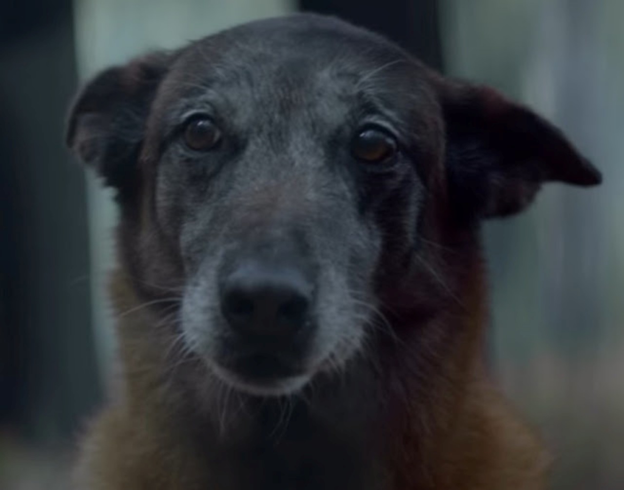 Cane salva il proprietario dall'incidente dopo essere stato abbandonato