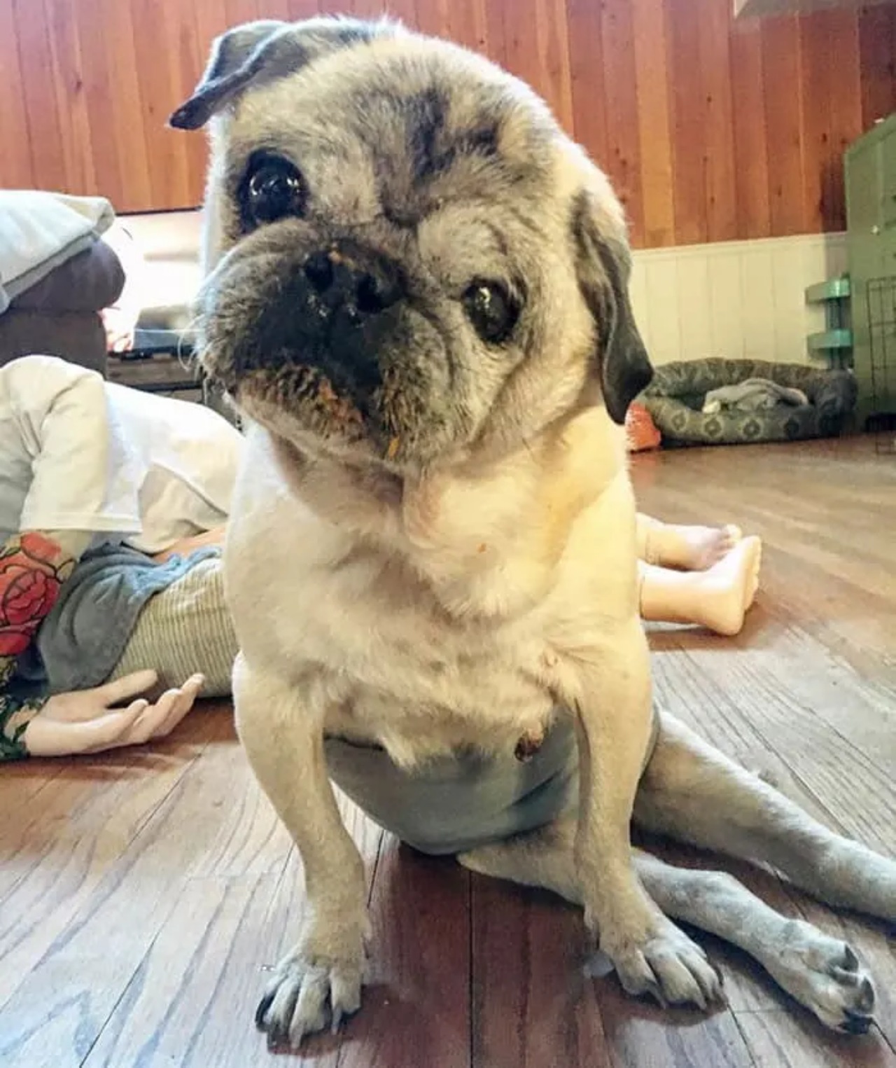 Cane soffre di ansia da separazione dal suo proprietario