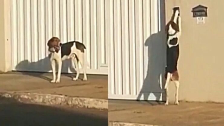 Cane suona il campanello per entrare in casa